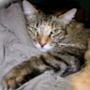 Meet your Posher, Tino